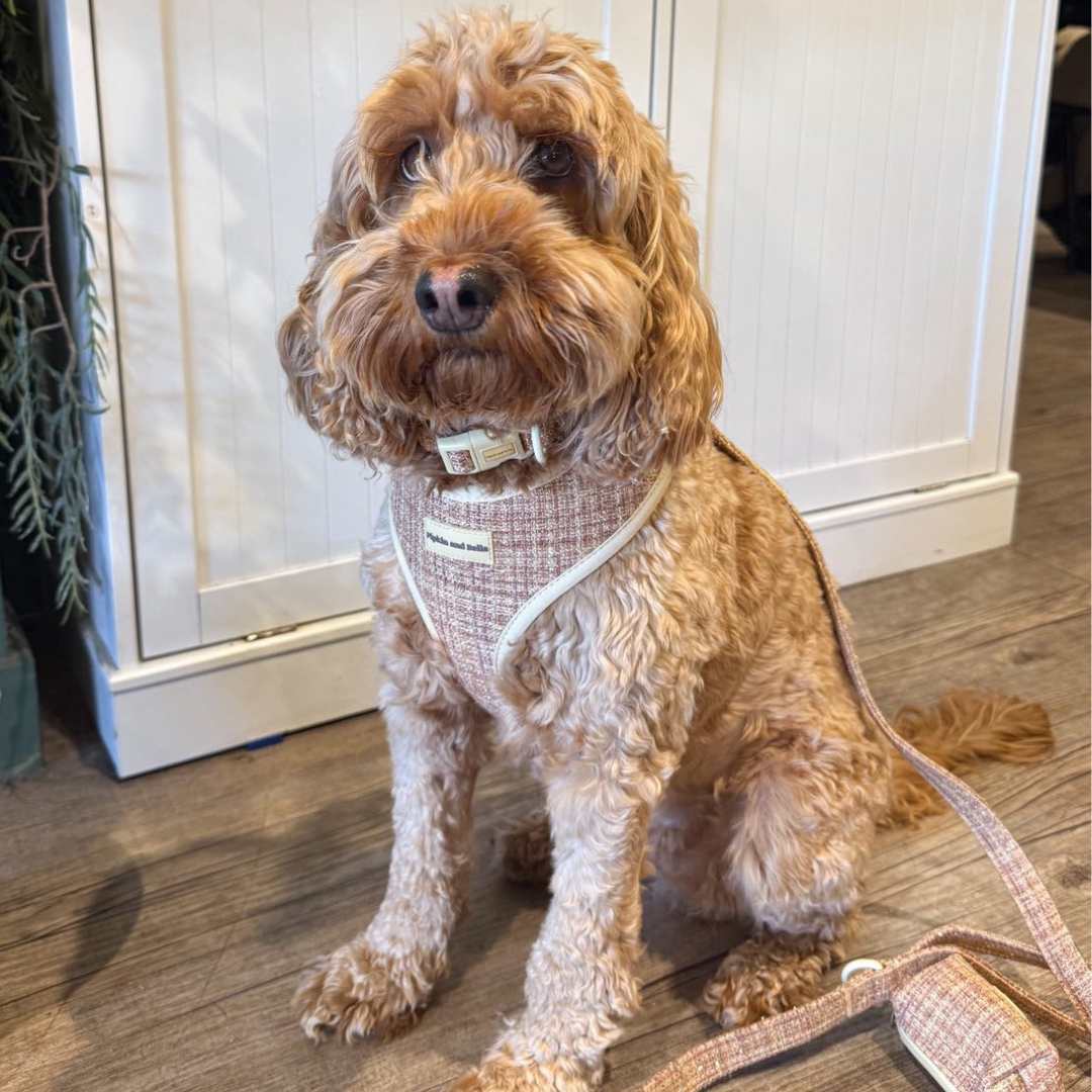 Adjustable Dog Harness - Highland Spark