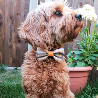 Pet Bow Tie - Chestnut Lane