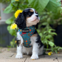 Adjustable Dog Harness - Wellie Walkies