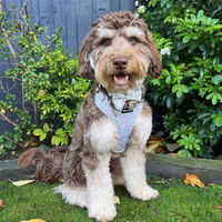 Pet Bow Tie - Tick Tock