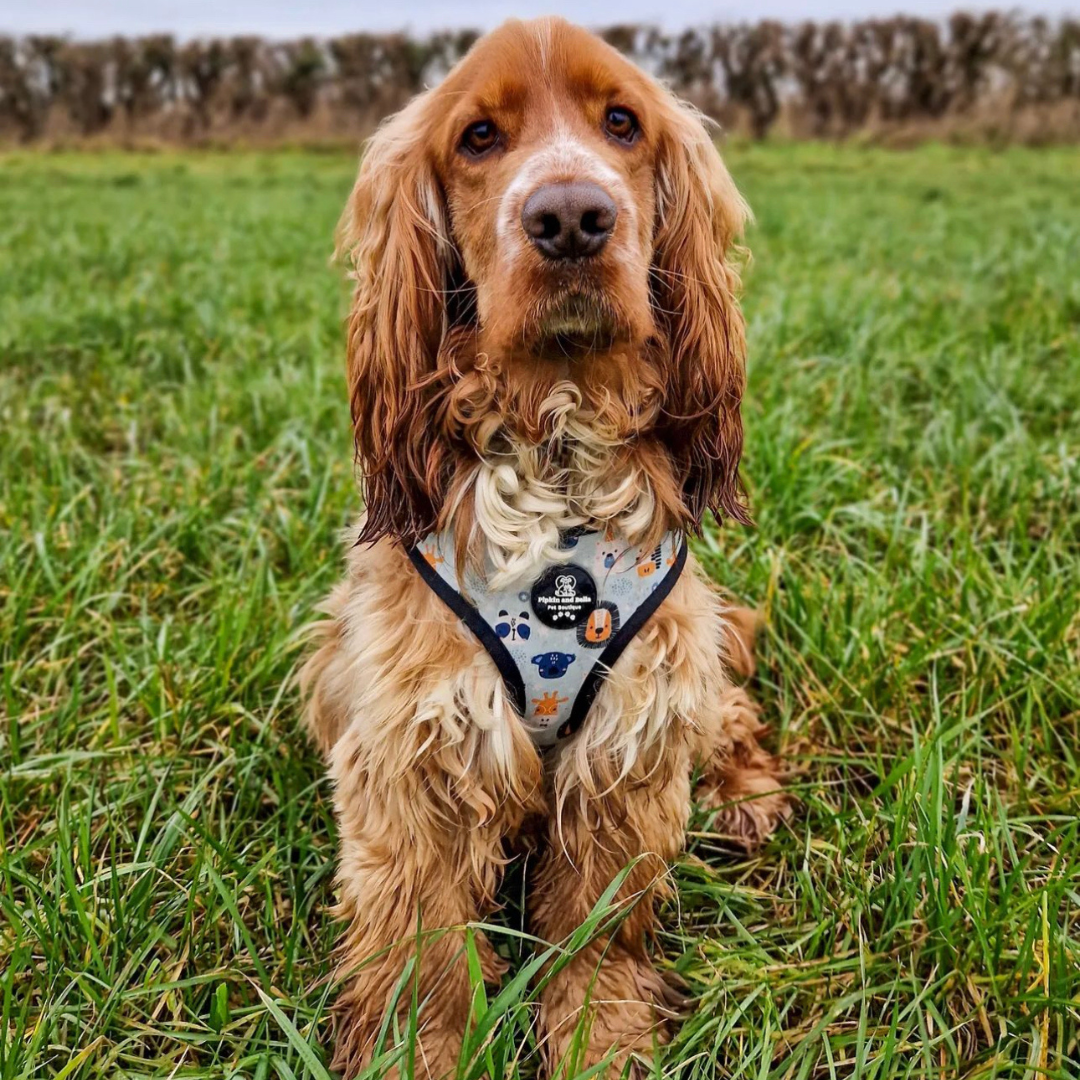 Adjustable Dog Harness - Safari
