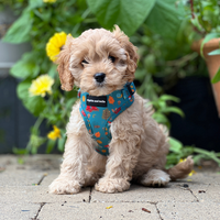 Adjustable Dog Harness - Wellie Walkies