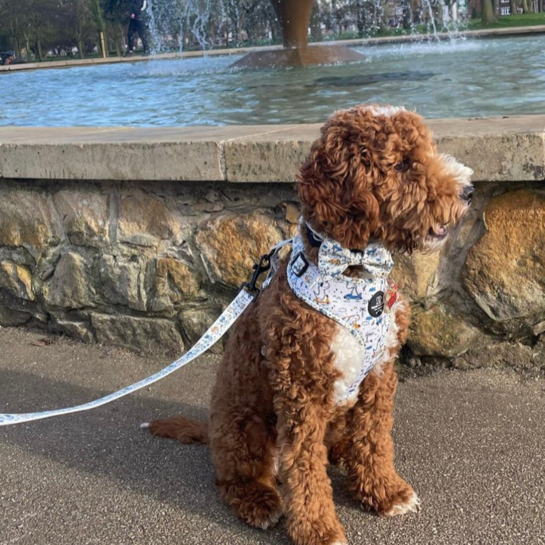 Adjustable Dog Harness - Dino Races