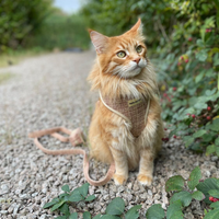 Adjustable Cat Harness - Highland Spark