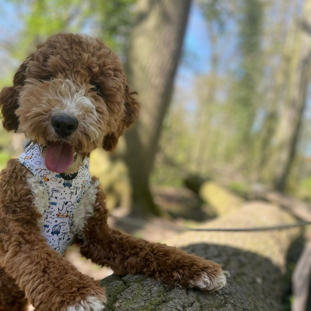 Adjustable Dog Harness - Dino Races