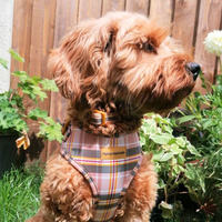 Adjustable Dog Harness - Chestnut Lane