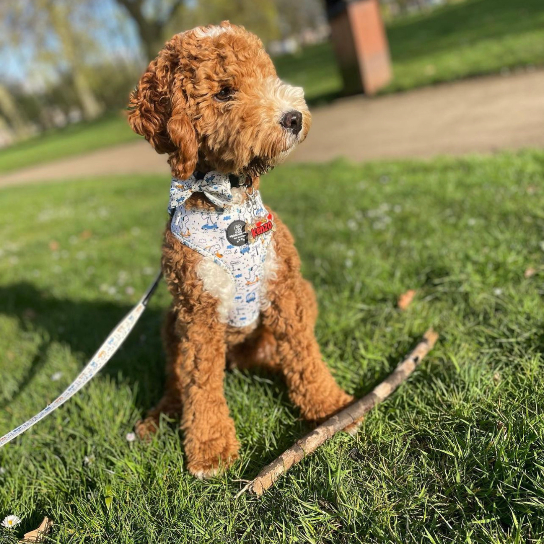 Adjustable Dog Harness - Dino Races