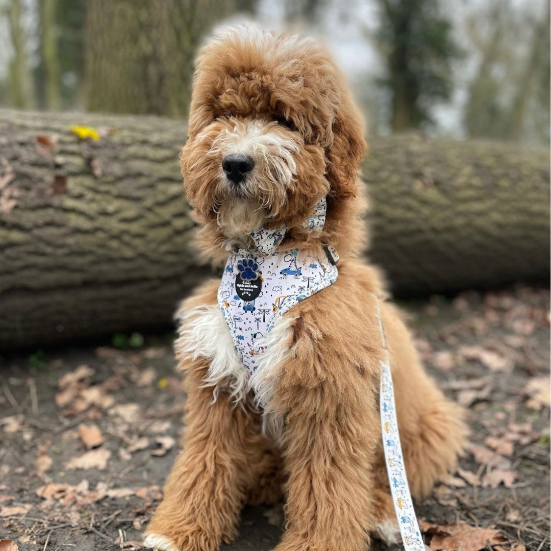 Adjustable Dog Harness - Dino Races