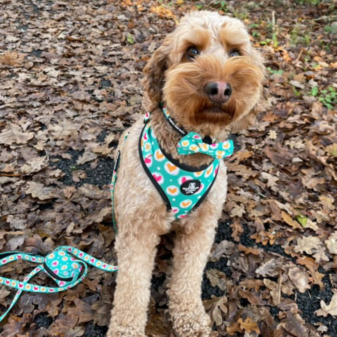 Adjustable Dog Collar - Heart 2 Heart