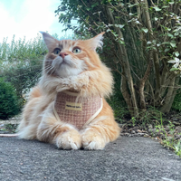 Adjustable Cat Harness - Highland Spark
