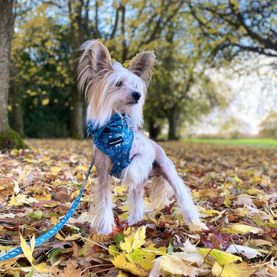 Adjustable Dog Harness - Moonlight Walk