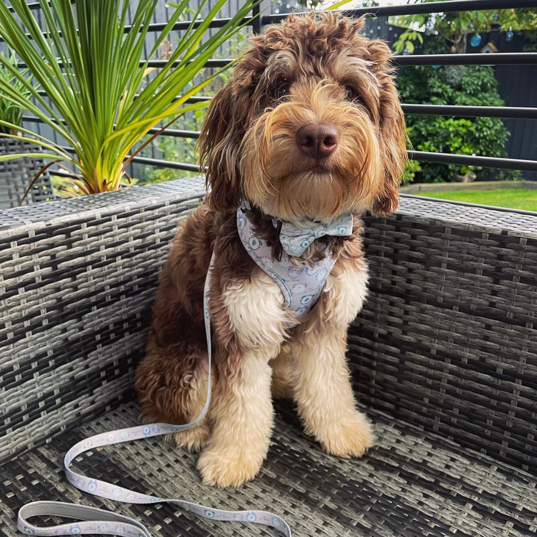 Adjustable Dog Collar - Tick Tock