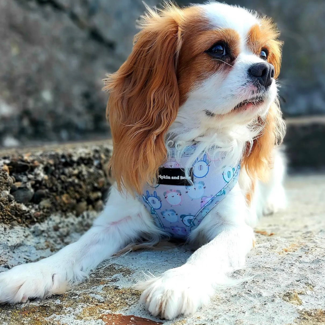 Adjustable Dog Harness - Tick Tock