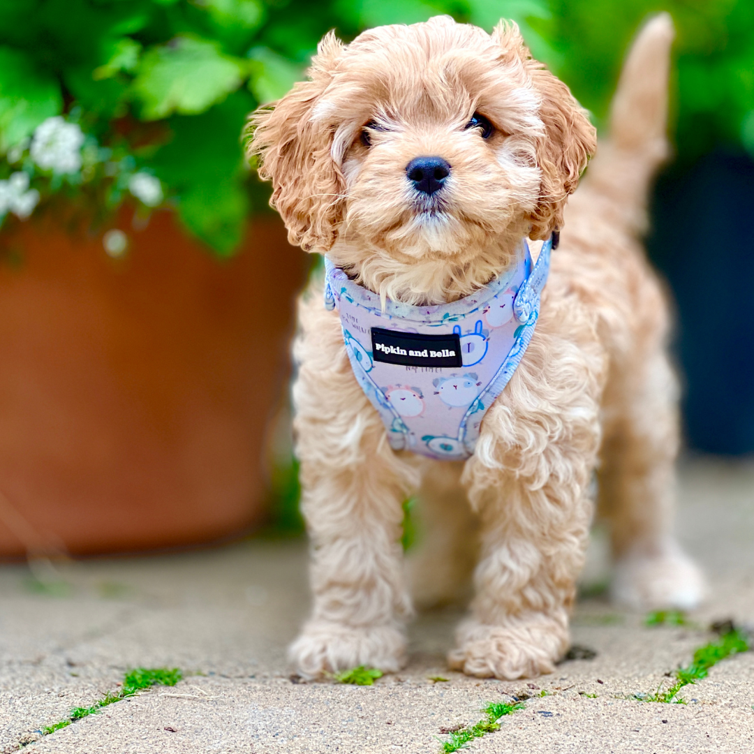 Adjustable Dog Harness - Tick Tock
