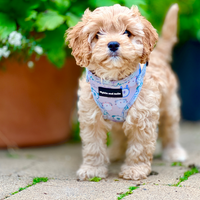 Adjustable Dog Harness - Tick Tock