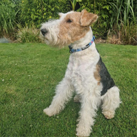 Adjustable Dog Collar - Farmyard Fairy Tale