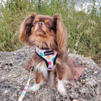 Adjustable Dog Harness - Jellie Bubba