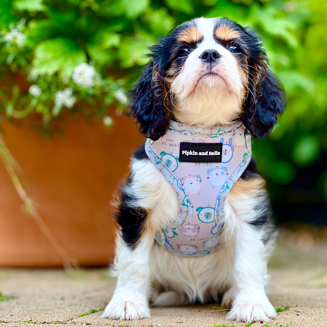 Adjustable Dog Harness - Tick Tock