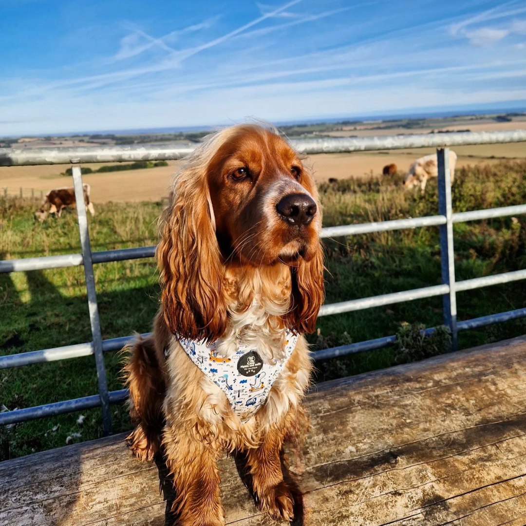 Adjustable Dog Harness - Dino Races