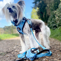 Pet Poop Bag Holder - Bee Love