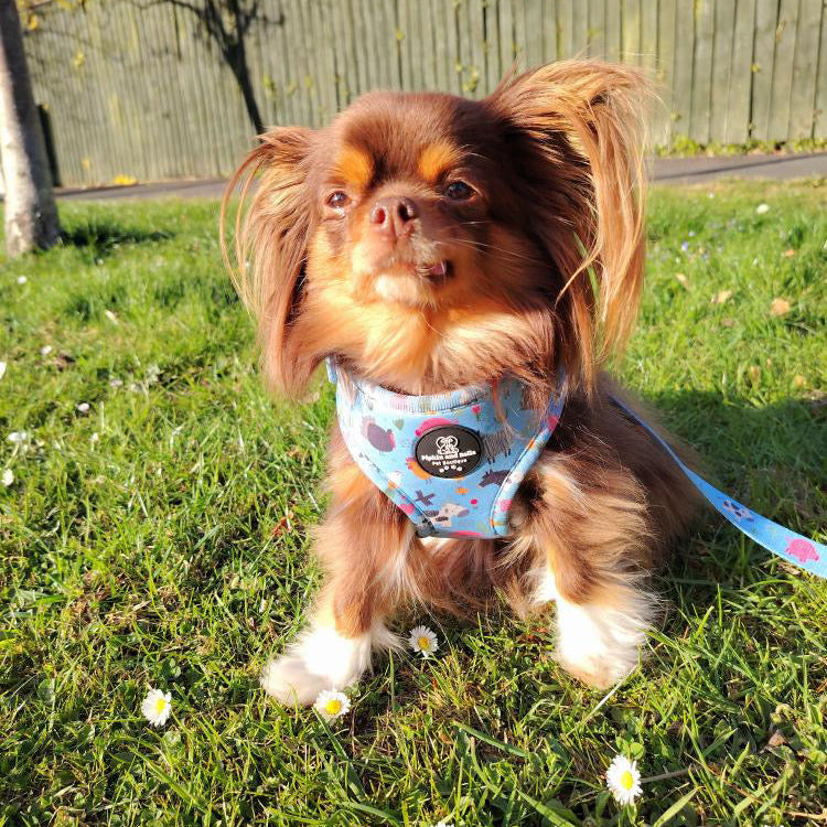 Adjustable Dog Harness - Farmyard Fairy Tale