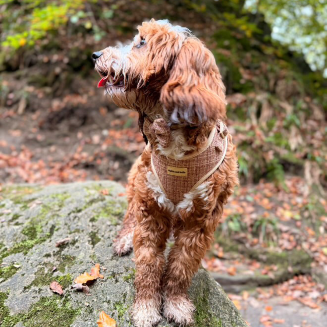 Adjustable Dog Harness - Highland Spark