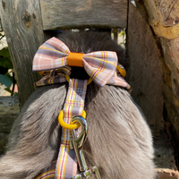 Pet Bow Tie - Chestnut Lane
