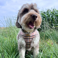Adjustable Dog Harness - Chestnut Lane