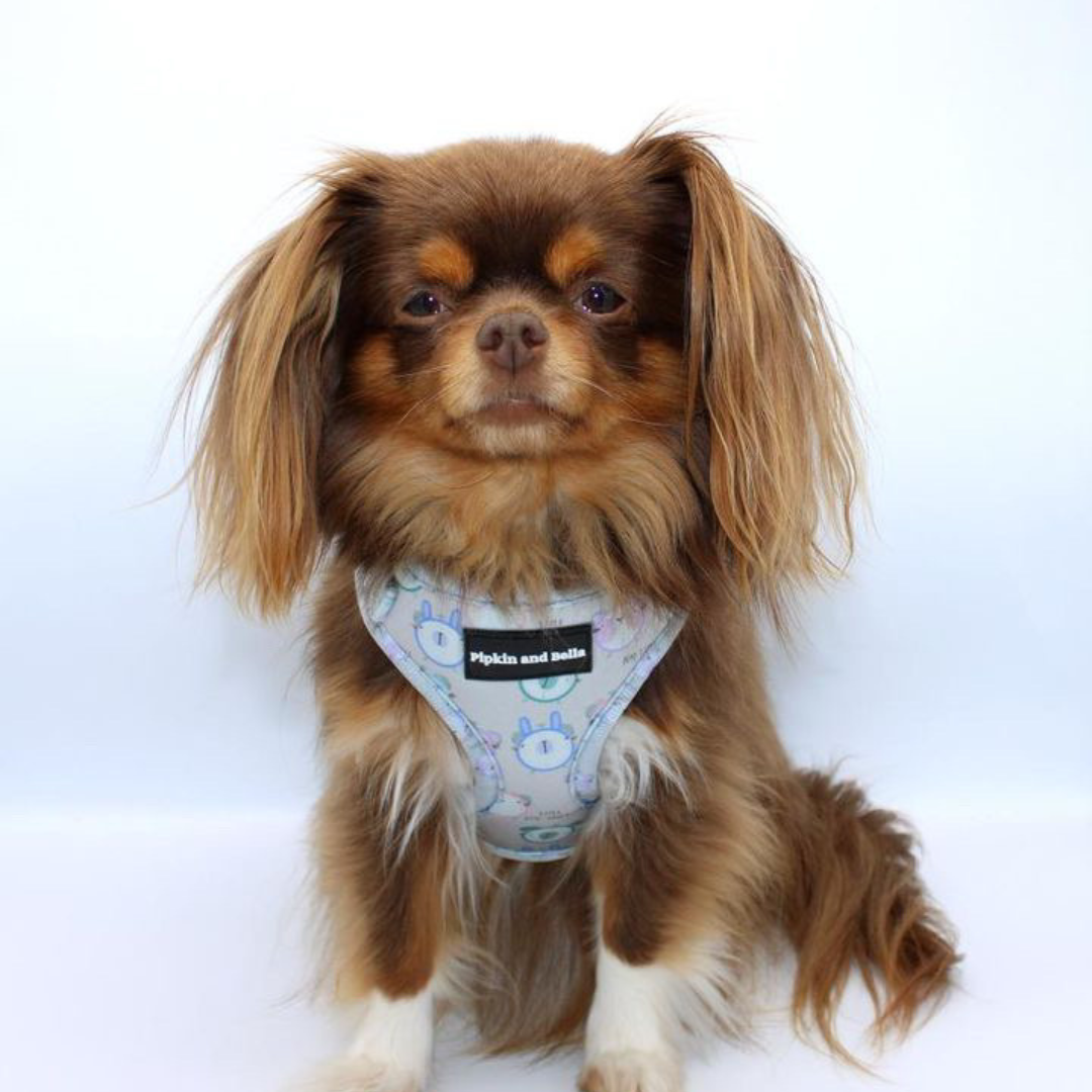 Adjustable Dog Harness - Tick Tock