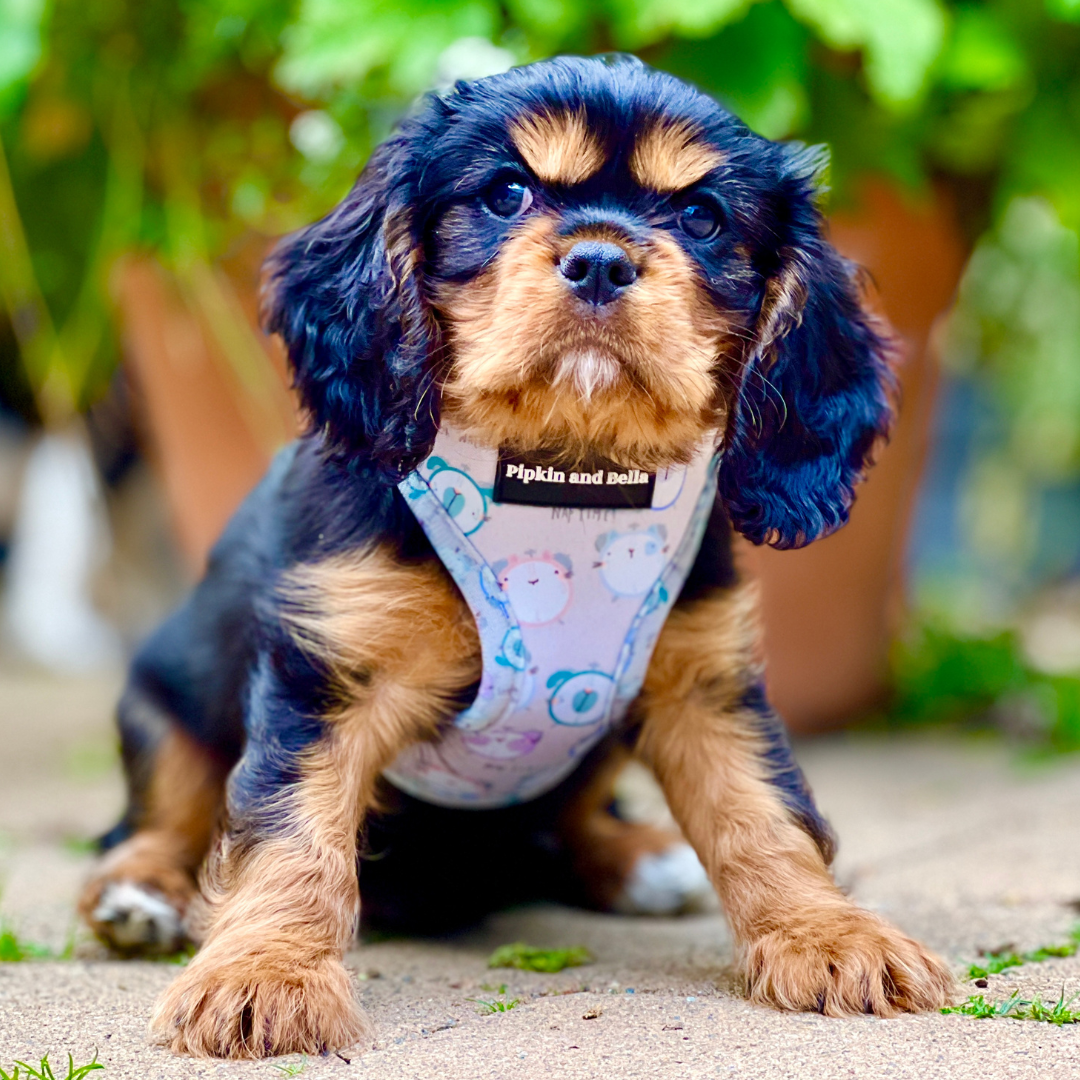 Adjustable Dog Harness - Tick Tock