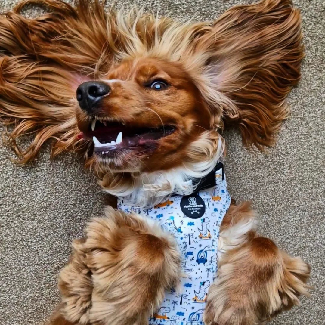 Adjustable Dog Harness - Dino Races