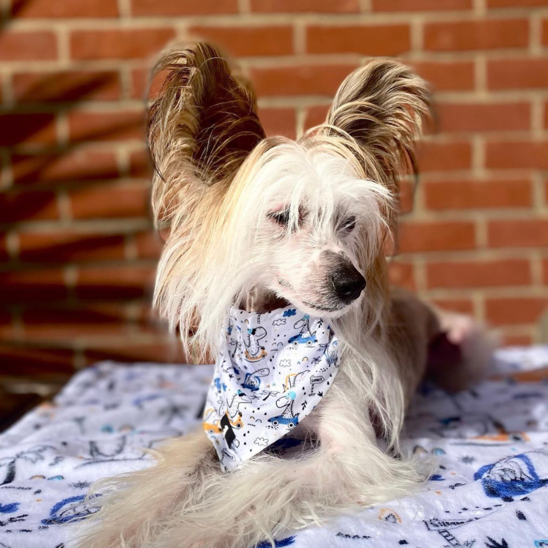 Pet Bandana - Dino Races