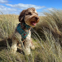 Adjustable Dog Harness - Wellie Walkies
