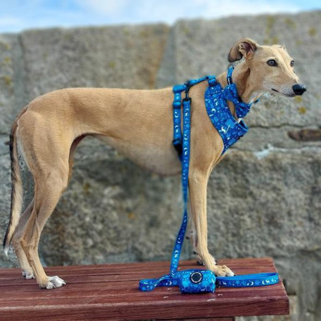 Adjustable Dog Collar - Moonlight Walk
