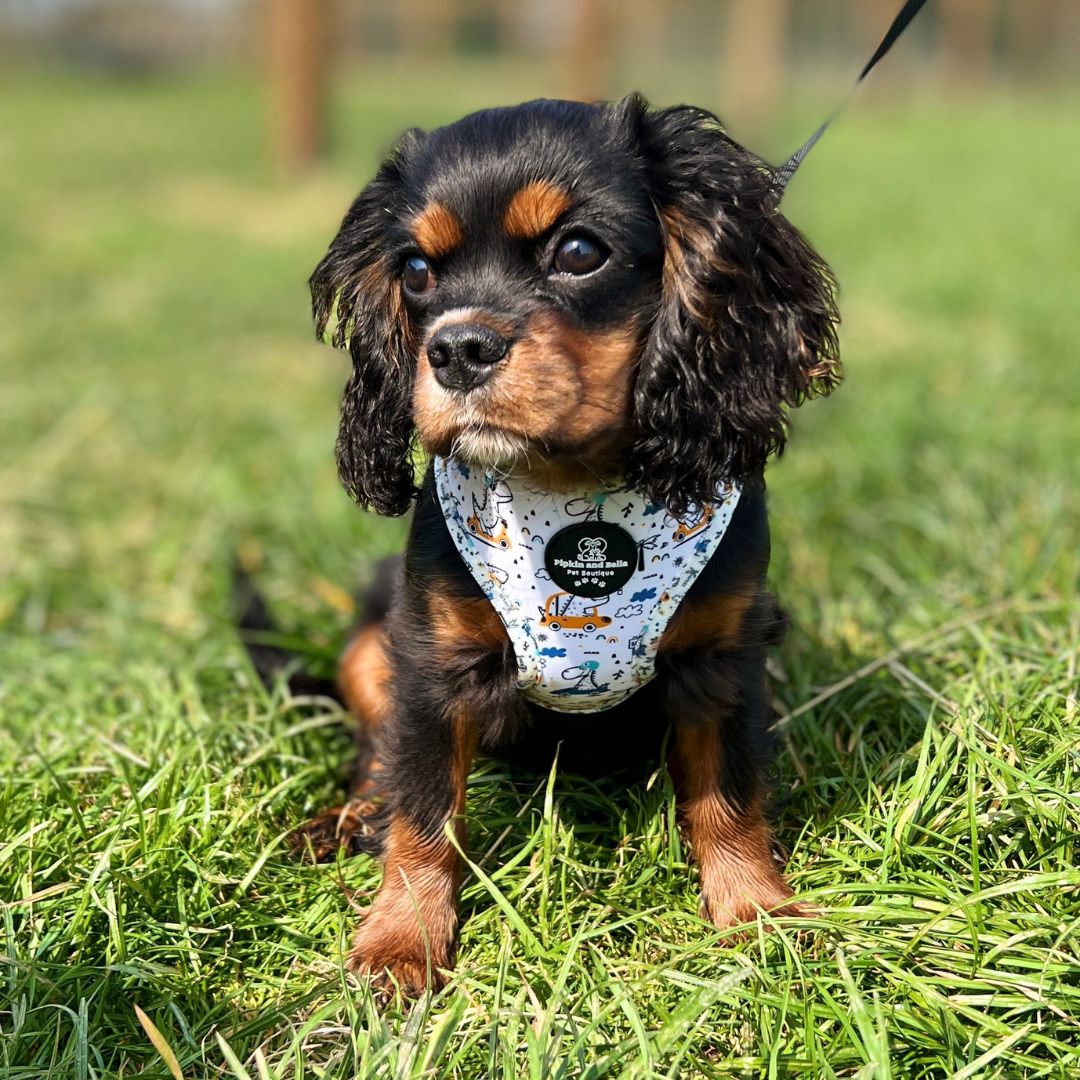 Adjustable Dog Harness - Dino Races