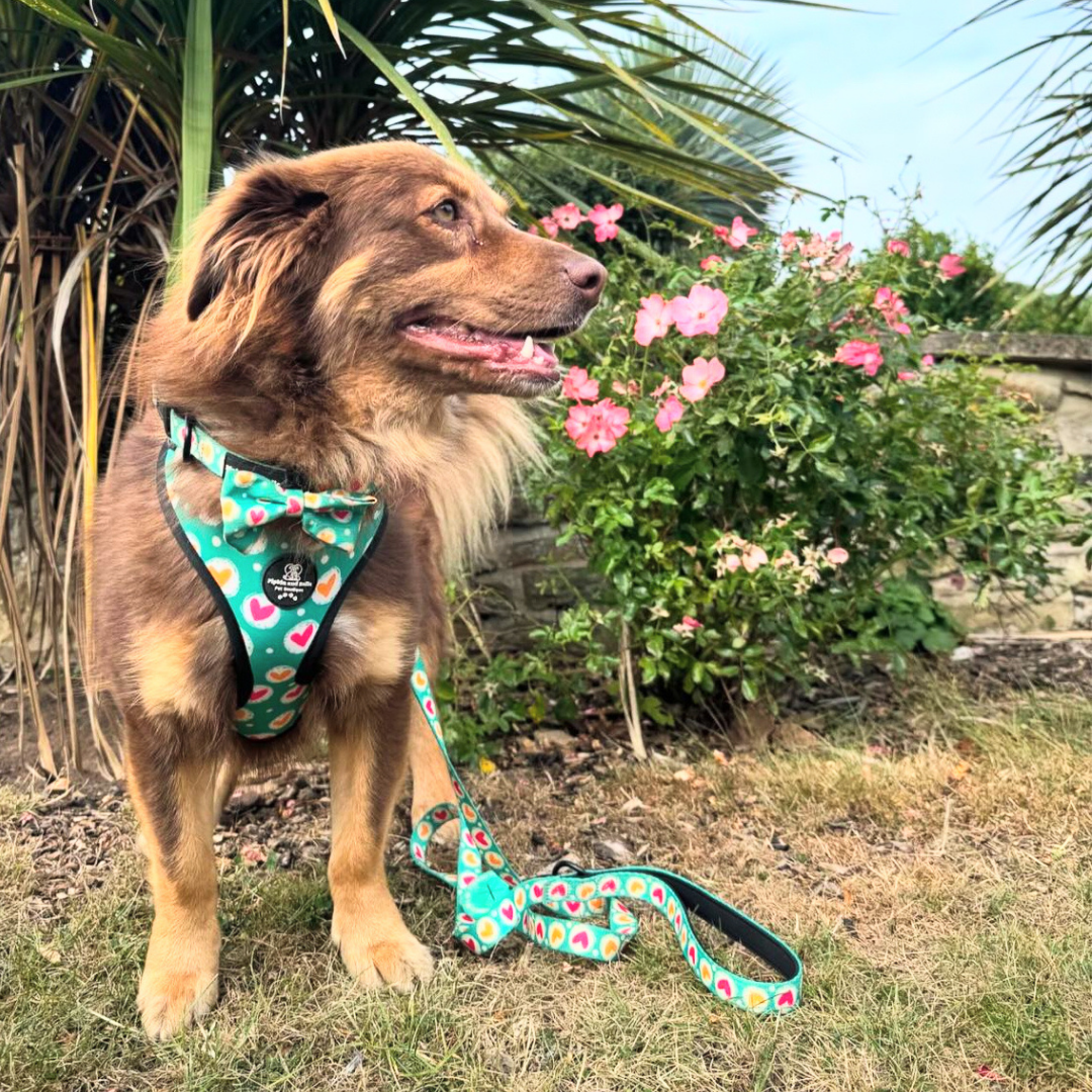 Adjustable Dog Harness - Heart 2 Heart