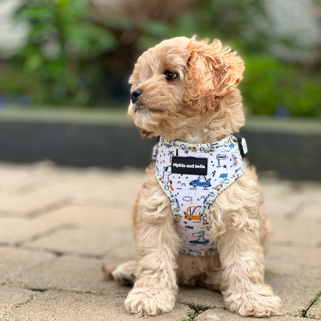 Adjustable Dog Harness - Dino Races