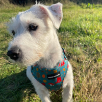 Adjustable Dog Harness - Wellie Walkies