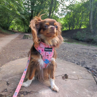 Fabric Dog Lead - Ellie Funk