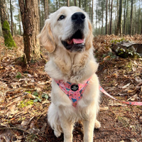 Adjustable Dog Harness - Ellie Funk