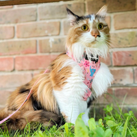 Adjustable Cat Harness - Ellie Funk