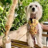 Adjustable Dog Collar - Paws Ahoy