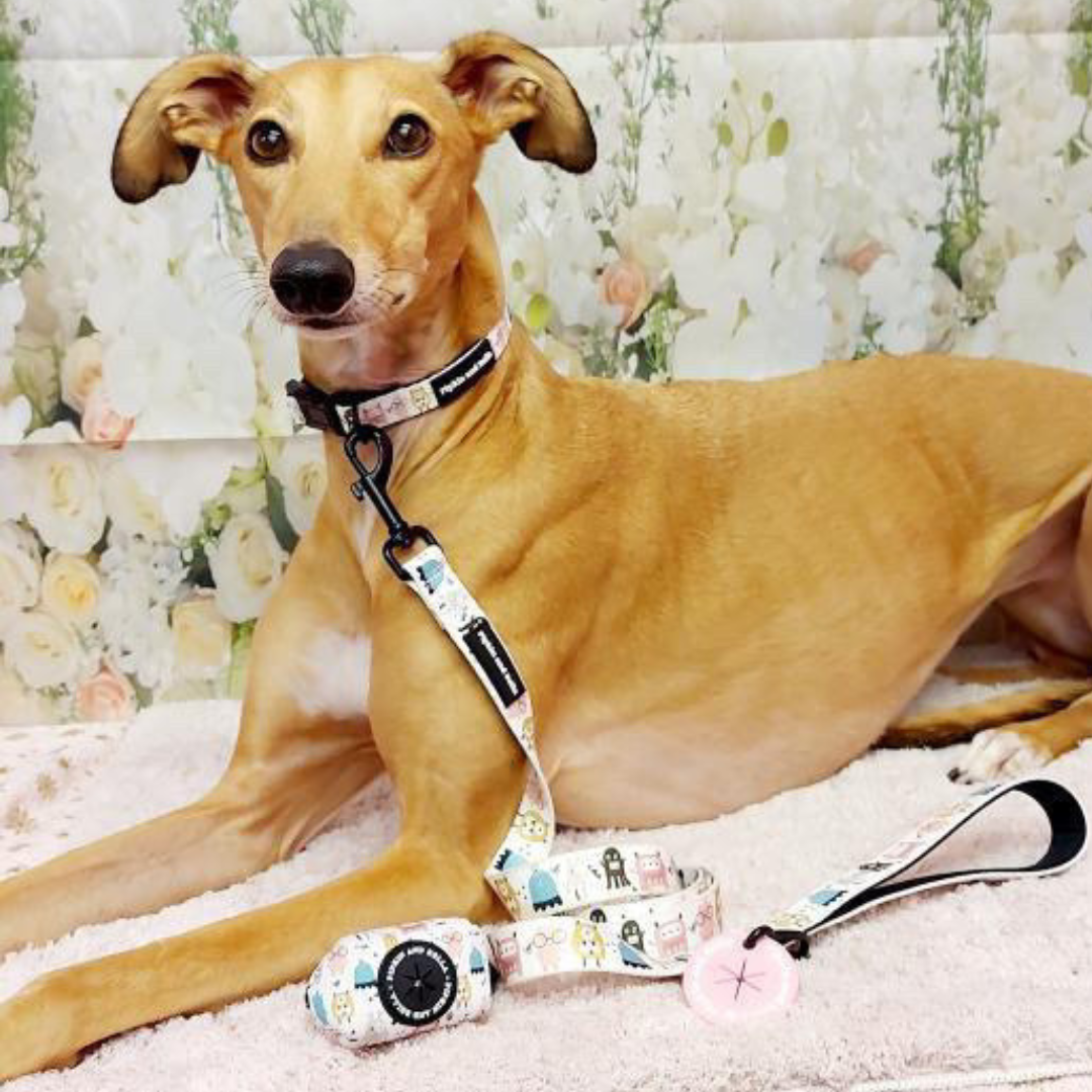 Adjustable Dog Collar - Monster Mash