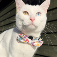 Pet Bow Tie - Jellie Bubba
