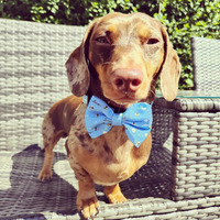 Pet Bow Tie - Bee Love