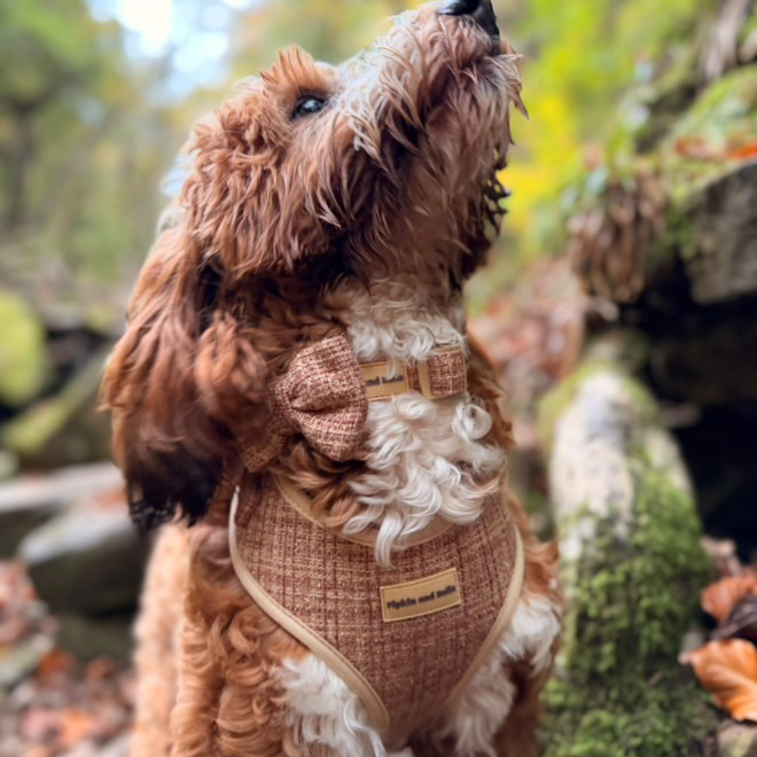 Adjustable Dog Harness - Highland Spark