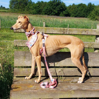 Fabric Dog Lead - Ellie Funk