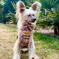Adjustable Dog Harness - Chestnut Lane