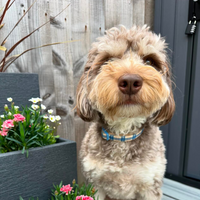 Adjustable Dog Collar - Twilight