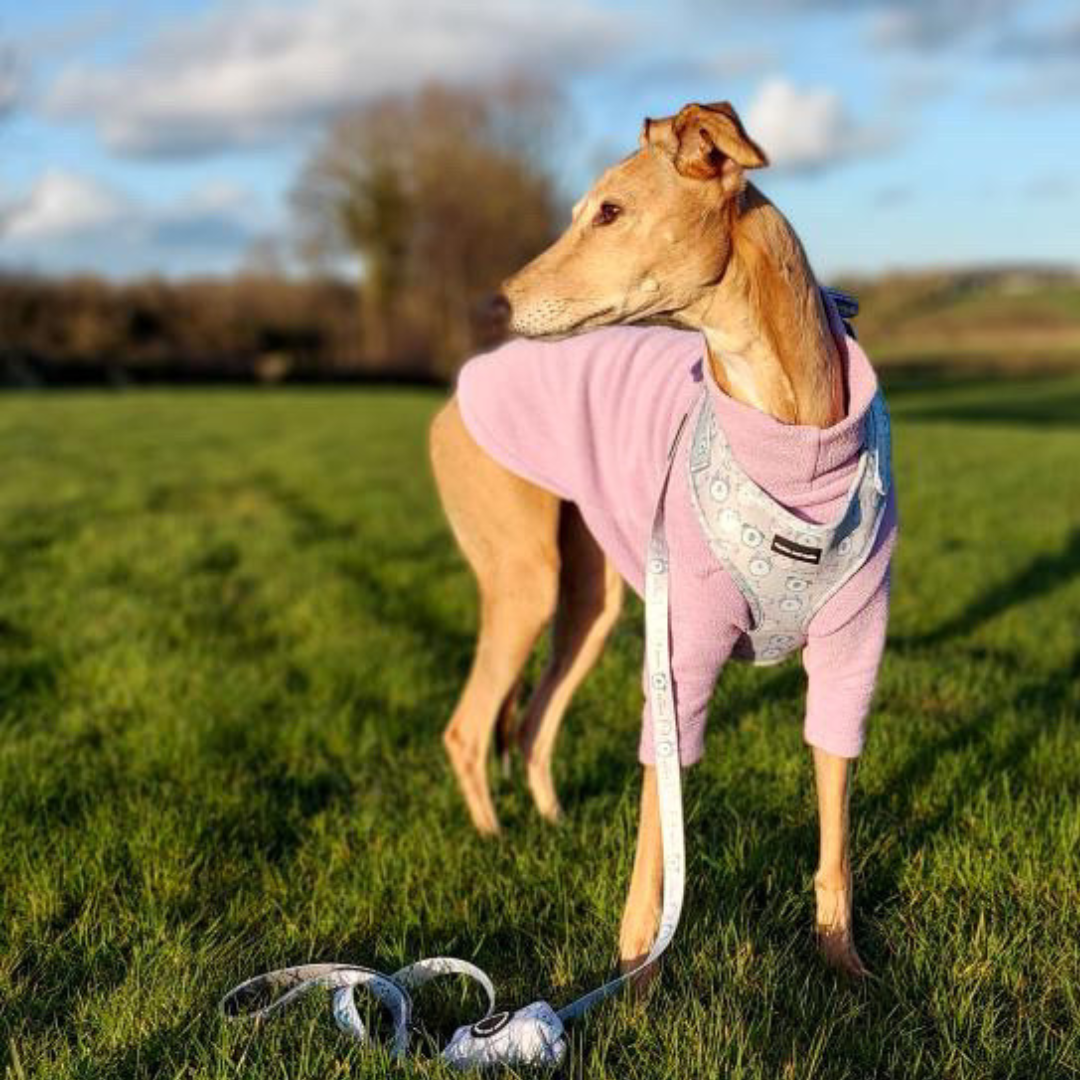 Adjustable Dog Harness - Tick Tock